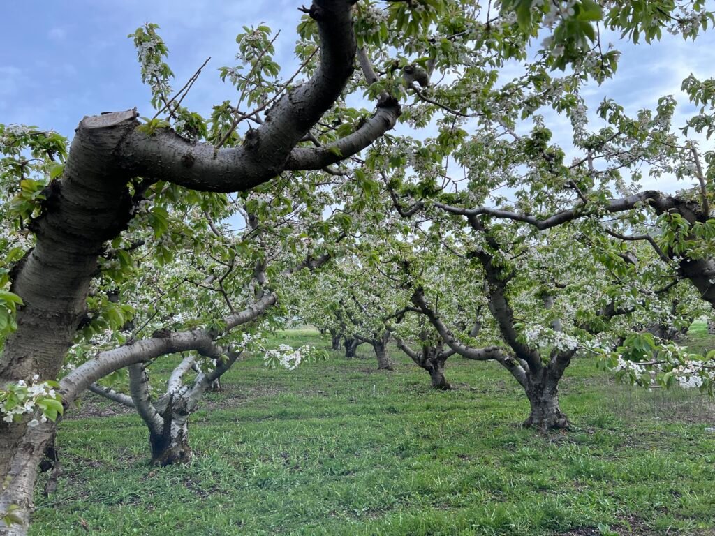 Cherry tree when they were just flowers. 