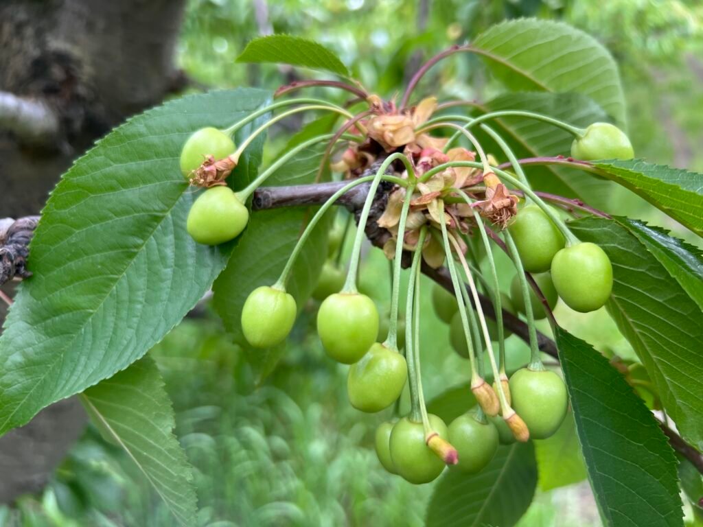 Cherries looking like small apples. 