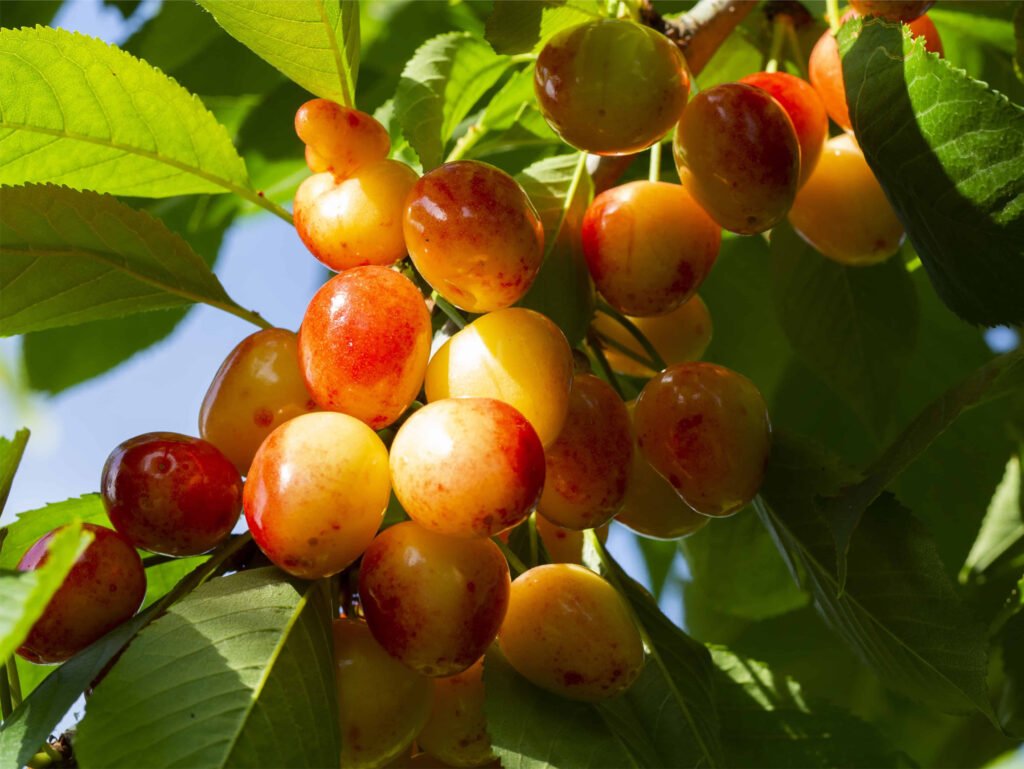 Ripe Rainier Cherry cluster on a tree