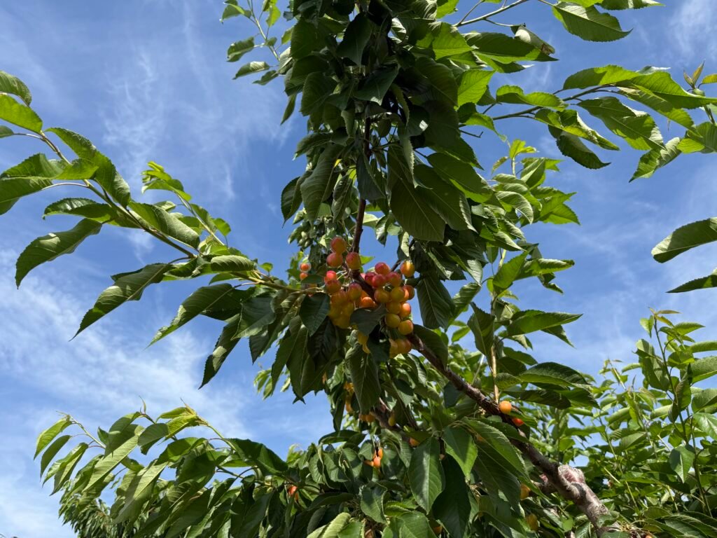 Sweet Mary's Cherries